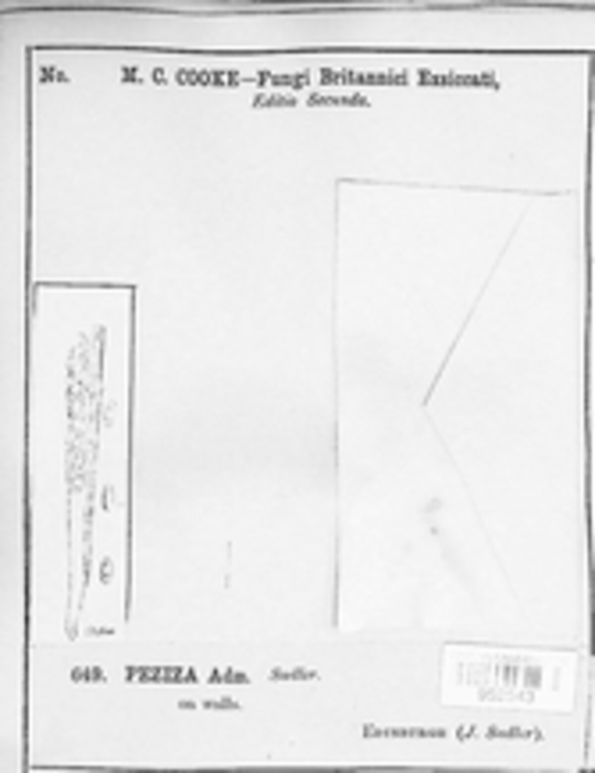 Peziza domiciliana image